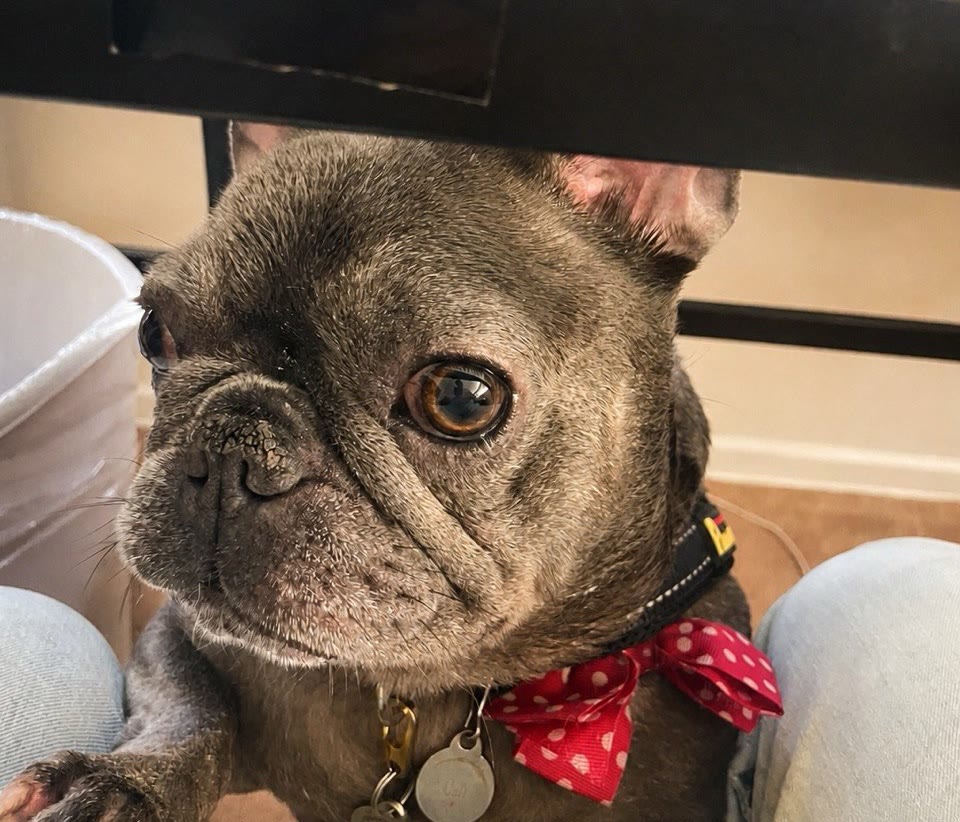 A French bulldog with a red polka-dot bow, looking up hopefully