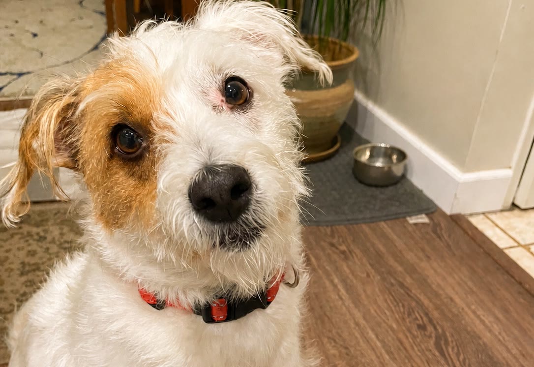 A scruffy terrier tilting his head on the kitchen floor